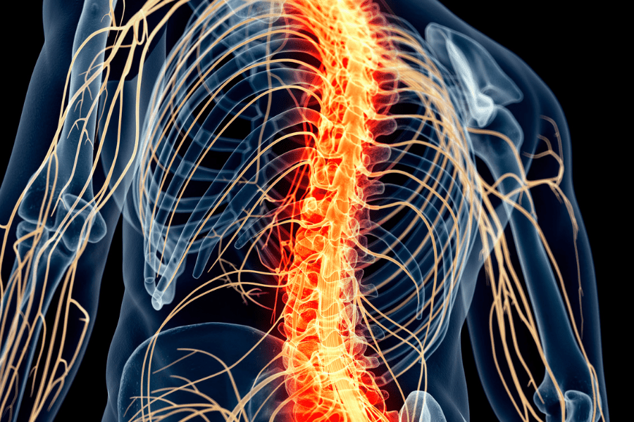 3D Rendered diagram of the spine and connected nerve pathways