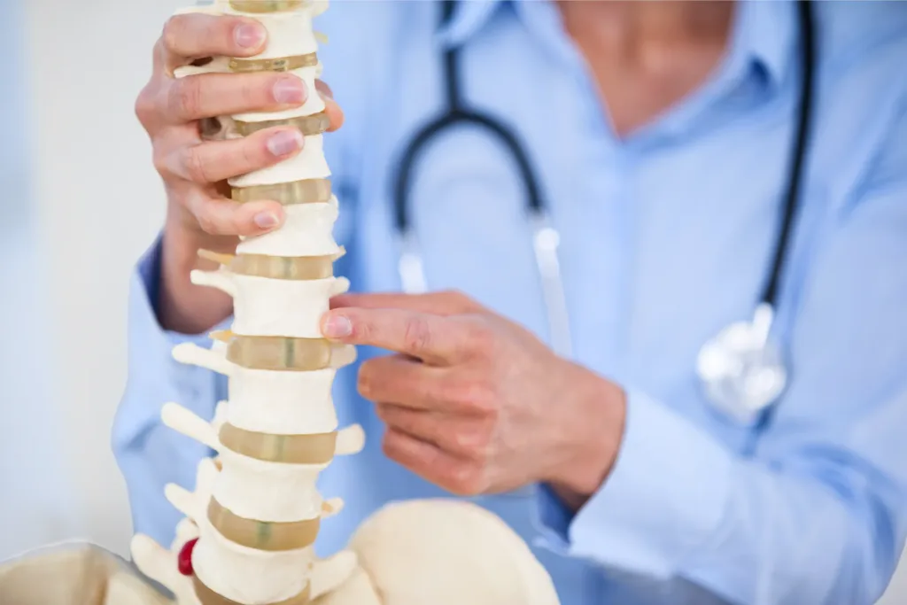 Doctor demonstrating spinal anatomy with a model of the human spine